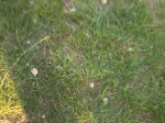 iarba verde…cu gîndul la iarba de acasă