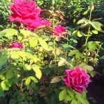 trandafiri in soare
