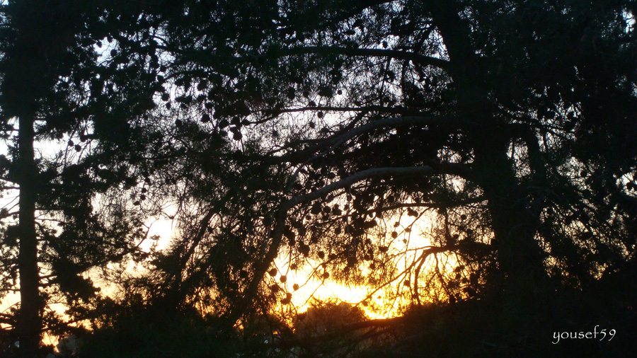 soare printre pini